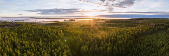 International Day of Forests - how geodata contributes to sustainable forestry