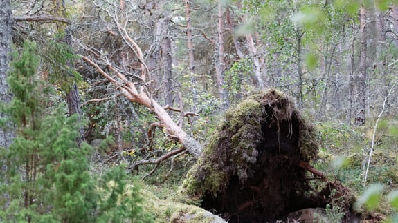 Mapping of forests growing on unfavorable land