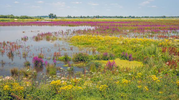 COP15 agreement puts pressure on biodiversity and impacts biodiversity